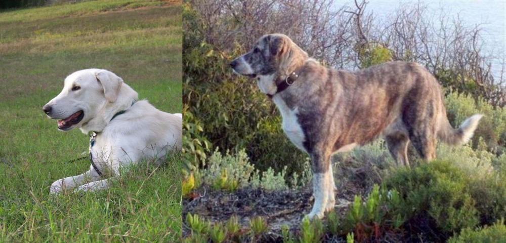 Rafeiro do Alentejo vs Akbash Dog - Breed Comparison