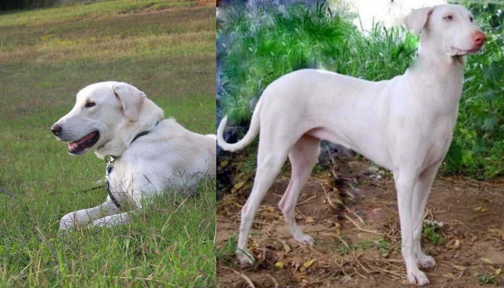 Rajapalayam vs Akbash Dog - Breed Comparison