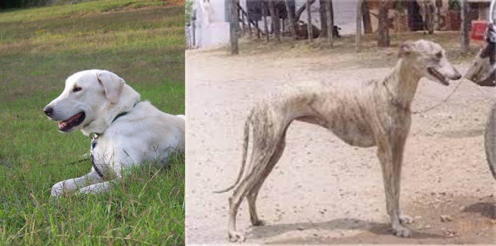 Rampur Greyhound vs Akbash Dog - Breed Comparison