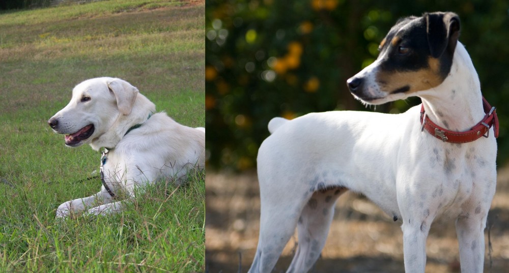Ratonero Bodeguero Andaluz vs Akbash Dog - Breed Comparison