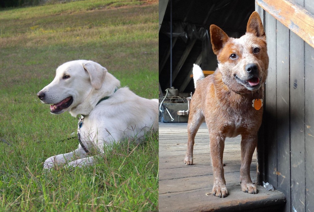 Red Heeler vs Akbash Dog - Breed Comparison