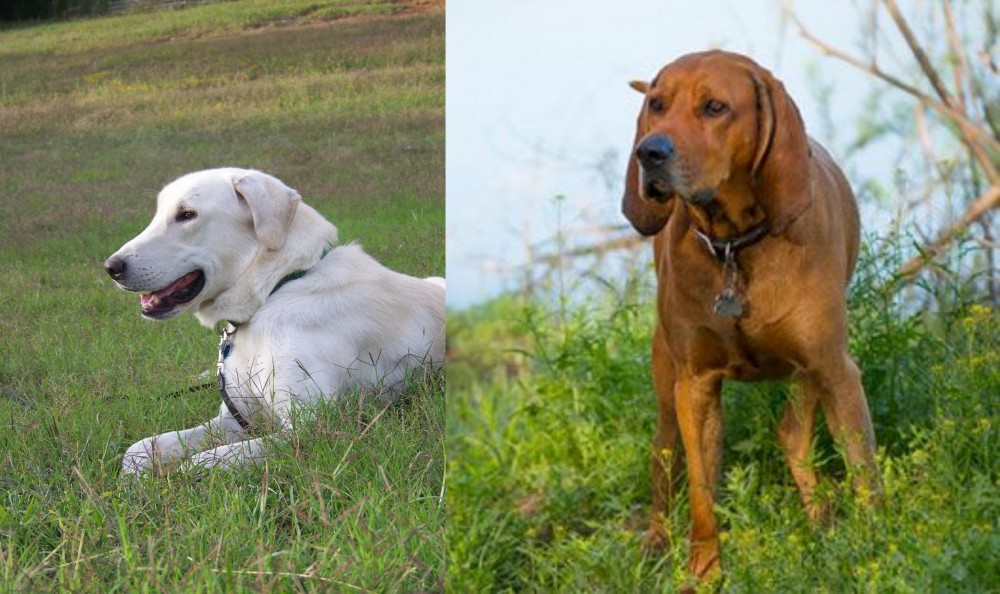 Redbone Coonhound vs Akbash Dog - Breed Comparison