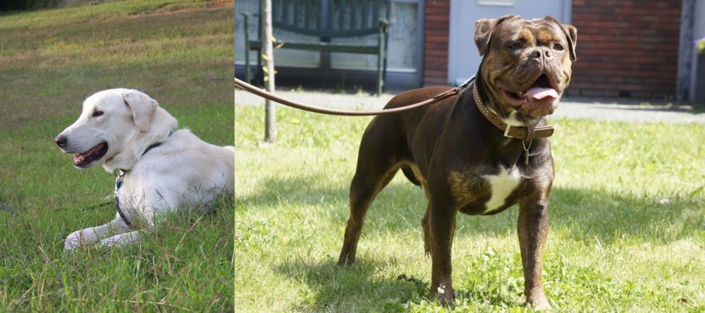 Renascence Bulldogge vs Akbash Dog - Breed Comparison