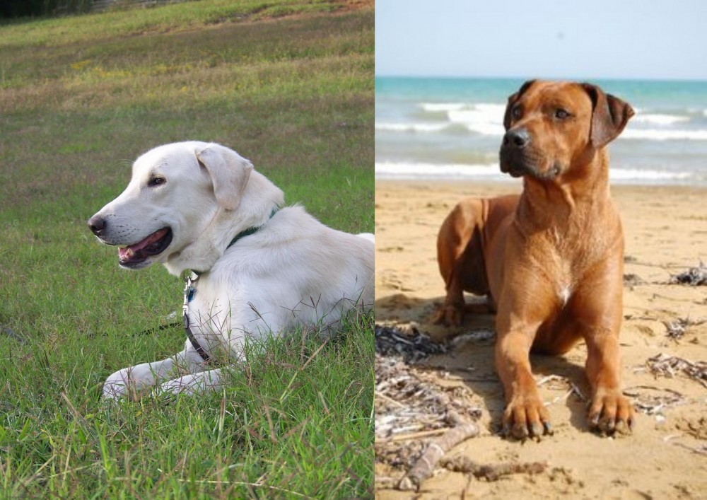 Rhodesian Ridgeback vs Akbash Dog - Breed Comparison
