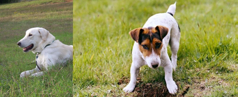 Russell Terrier vs Akbash Dog - Breed Comparison
