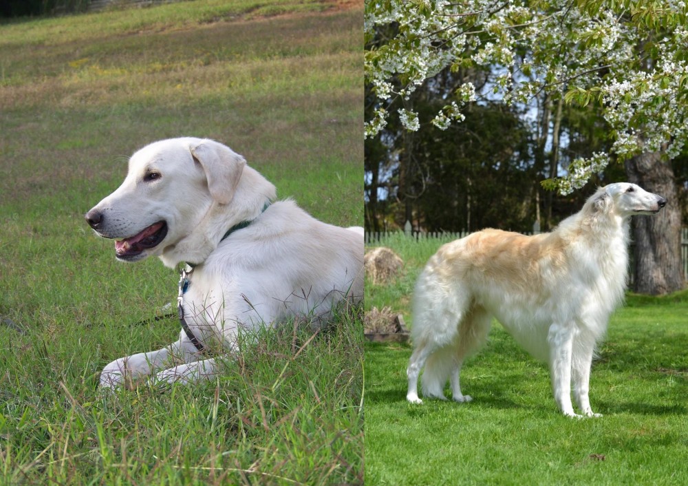 Russian Hound vs Akbash Dog - Breed Comparison