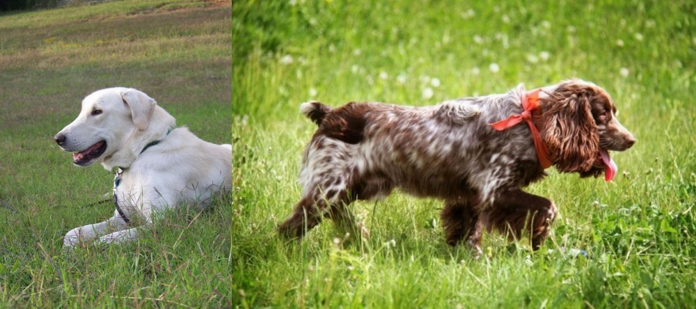 Russian Spaniel vs Akbash Dog - Breed Comparison