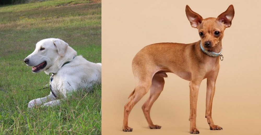 Russian Toy Terrier vs Akbash Dog - Breed Comparison