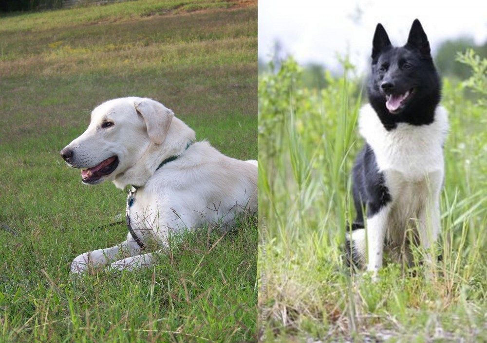 Russo-European Laika vs Akbash Dog - Breed Comparison