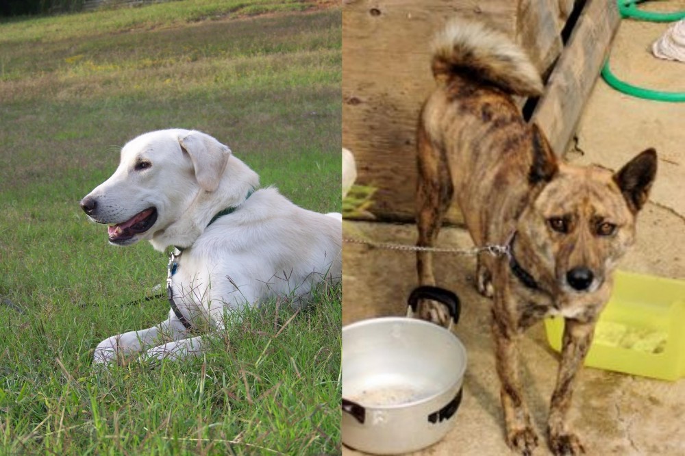Ryukyu Inu vs Akbash Dog - Breed Comparison