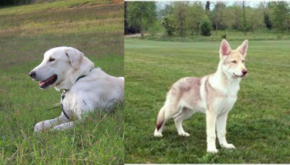 Saarlooswolfhond vs Akbash Dog - Breed Comparison