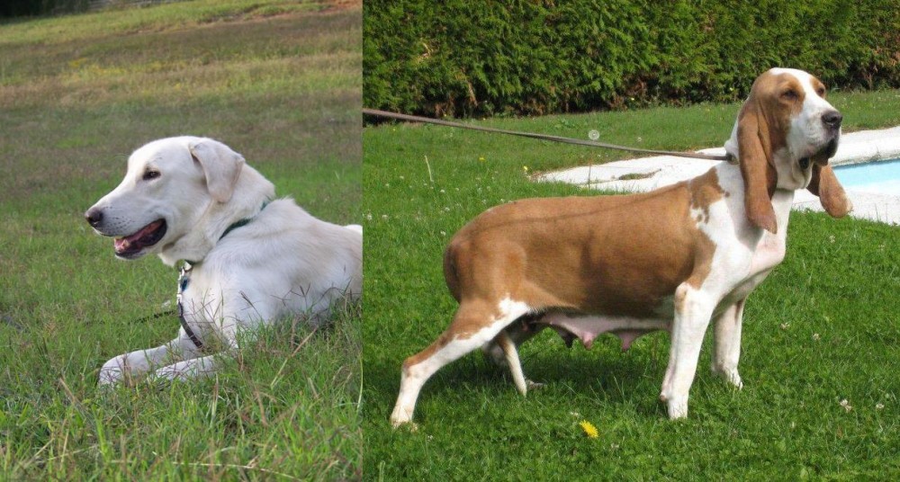 Sabueso Espanol vs Akbash Dog - Breed Comparison