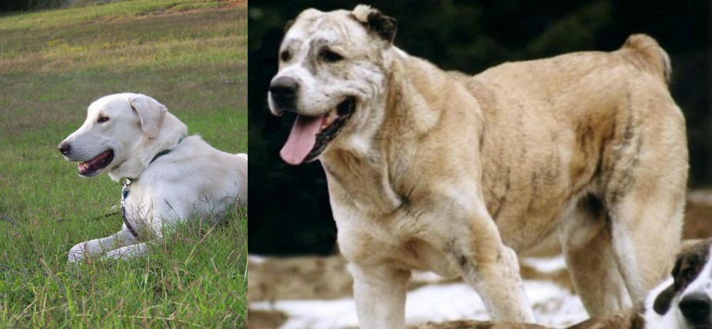 Sage Koochee vs Akbash Dog - Breed Comparison