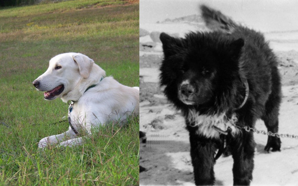 Sakhalin Husky vs Akbash Dog - Breed Comparison