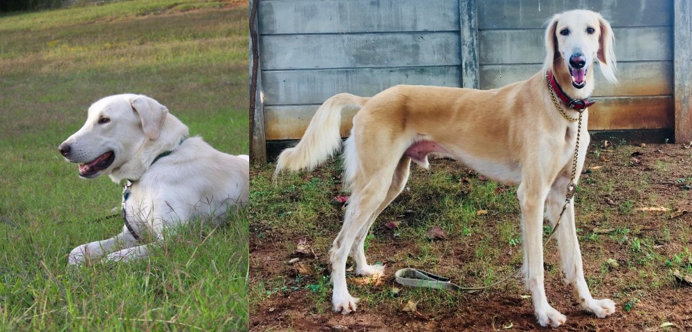 Saluki vs Akbash Dog - Breed Comparison