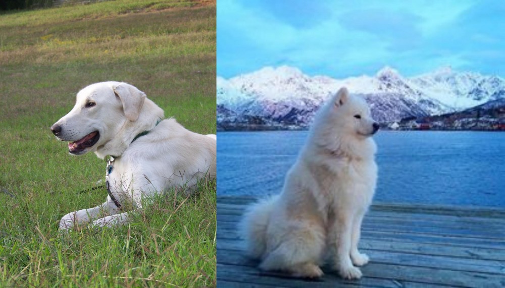 Samoyed vs Akbash Dog - Breed Comparison