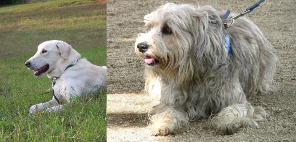 Sapsali vs Akbash Dog - Breed Comparison