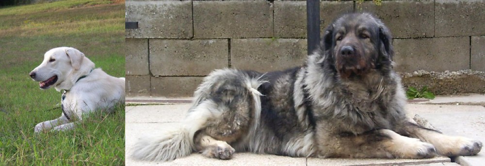 Sarplaninac vs Akbash Dog - Breed Comparison
