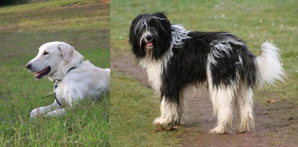 Schapendoes vs Akbash Dog - Breed Comparison