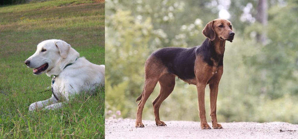 Schillerstovare vs Akbash Dog - Breed Comparison
