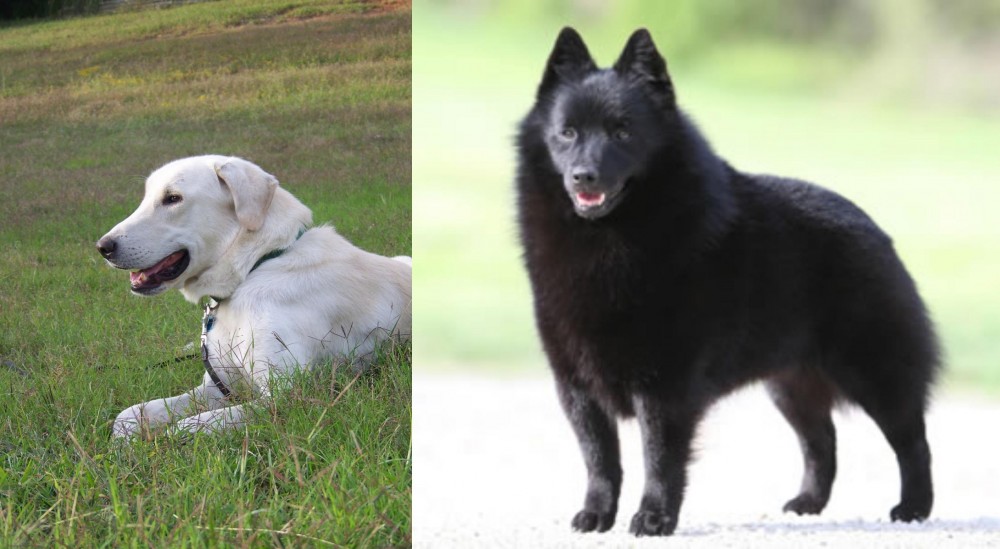 Schipperke vs Akbash Dog - Breed Comparison