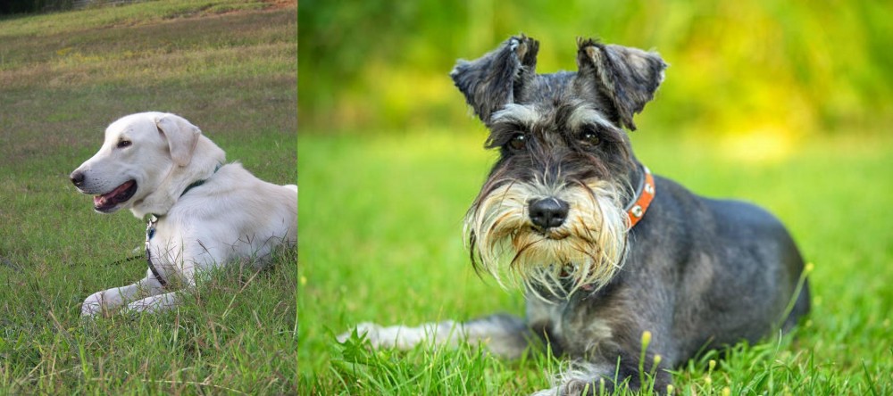 Schnauzer vs Akbash Dog - Breed Comparison