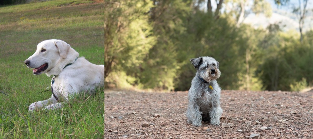Schnoodle vs Akbash Dog - Breed Comparison