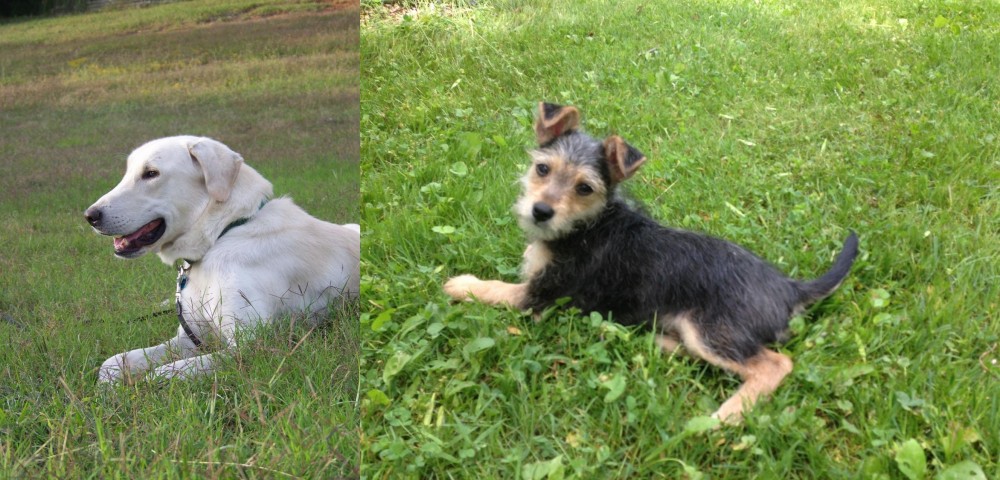 Schnorkie vs Akbash Dog - Breed Comparison