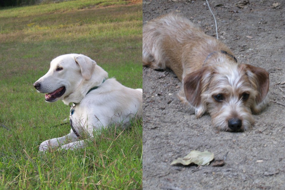 Schweenie vs Akbash Dog - Breed Comparison