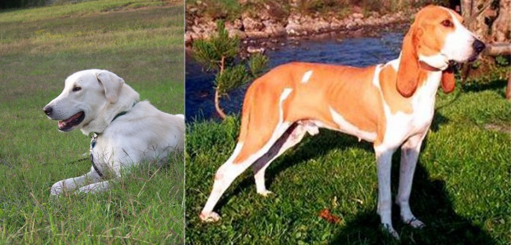 Schweizer Laufhund vs Akbash Dog - Breed Comparison