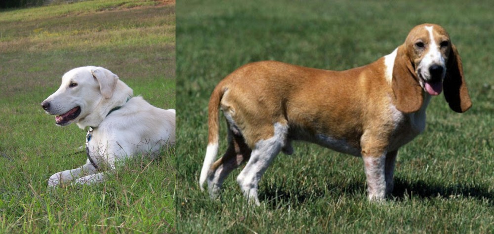 Schweizer Niederlaufhund vs Akbash Dog - Breed Comparison