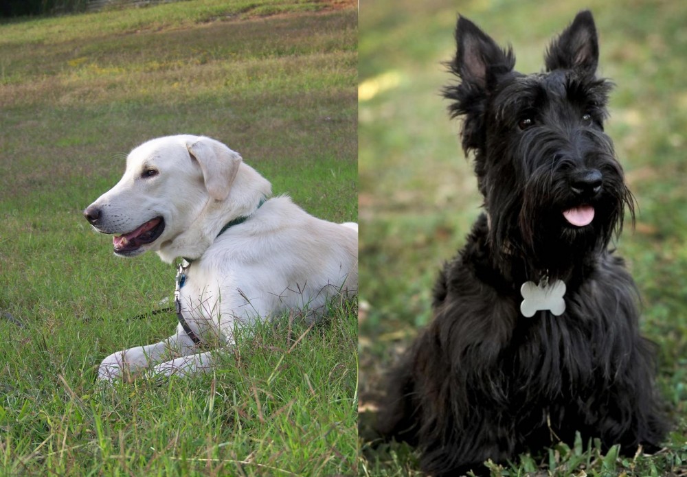 Scoland Terrier vs Akbash Dog - Breed Comparison