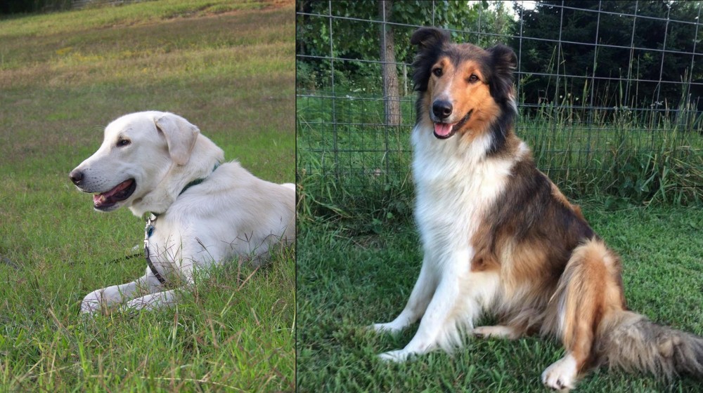 Scotch Collie vs Akbash Dog - Breed Comparison