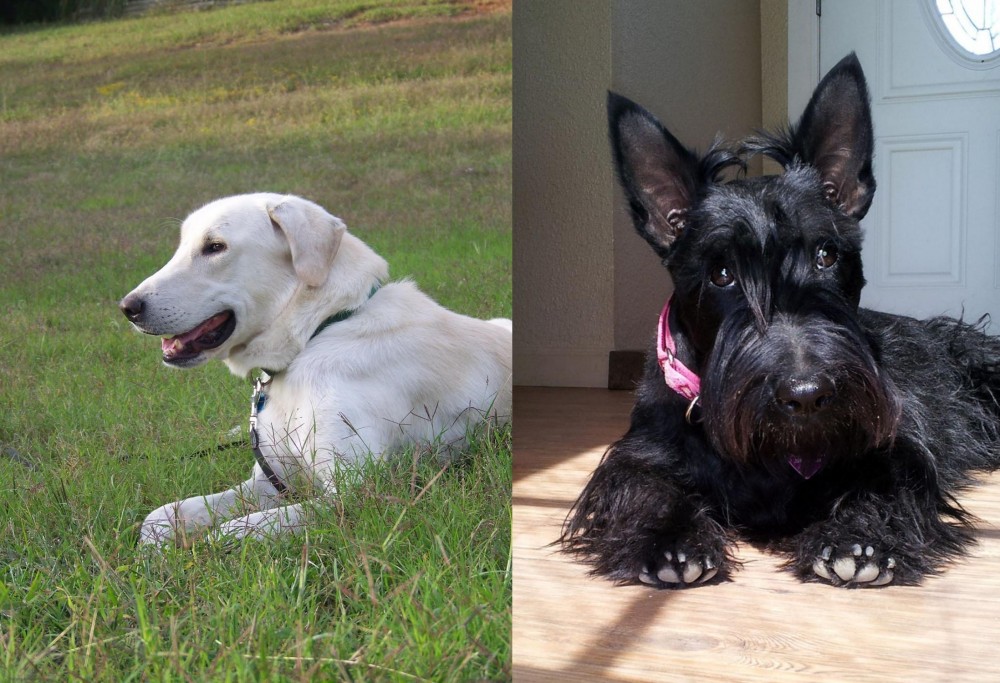 Scottish Terrier vs Akbash Dog - Breed Comparison