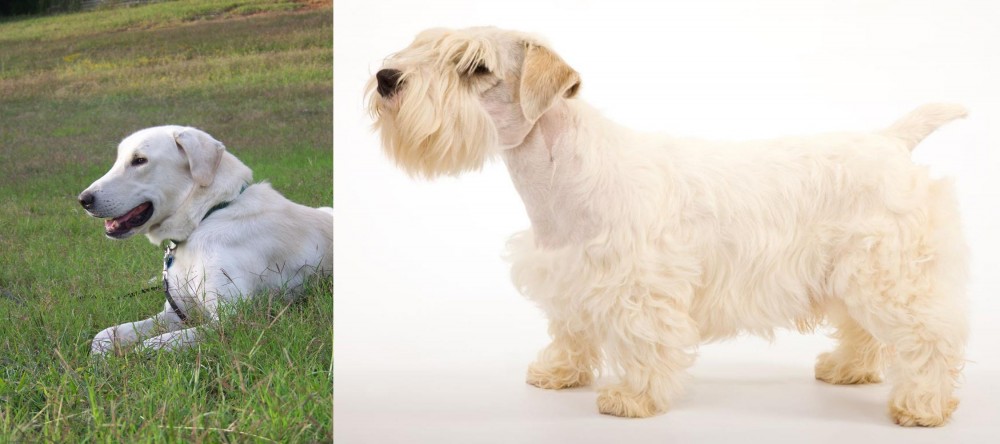 Sealyham Terrier vs Akbash Dog - Breed Comparison