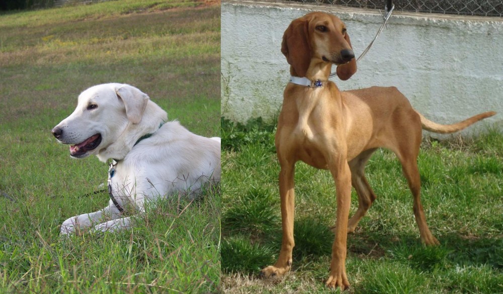 Segugio Italiano vs Akbash Dog - Breed Comparison