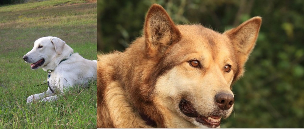 Seppala Siberian Sleddog vs Akbash Dog - Breed Comparison