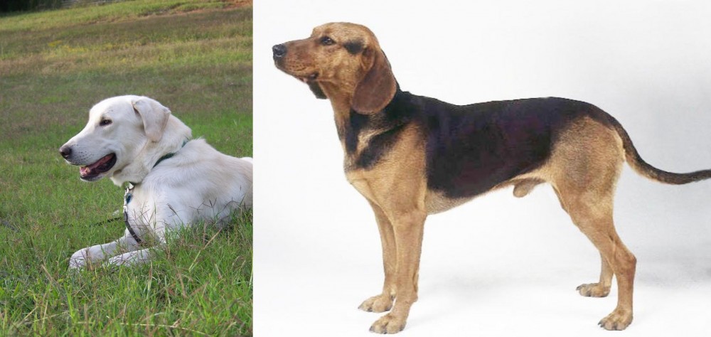 Serbian Hound vs Akbash Dog - Breed Comparison