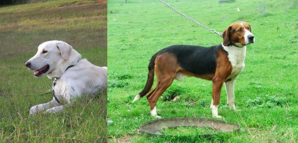 Serbian Tricolour Hound vs Akbash Dog - Breed Comparison