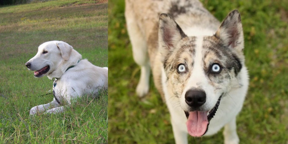 Shepherd Husky vs Akbash Dog - Breed Comparison