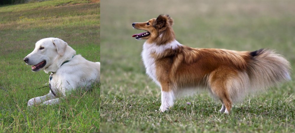 Shetland Sheepdog vs Akbash Dog - Breed Comparison