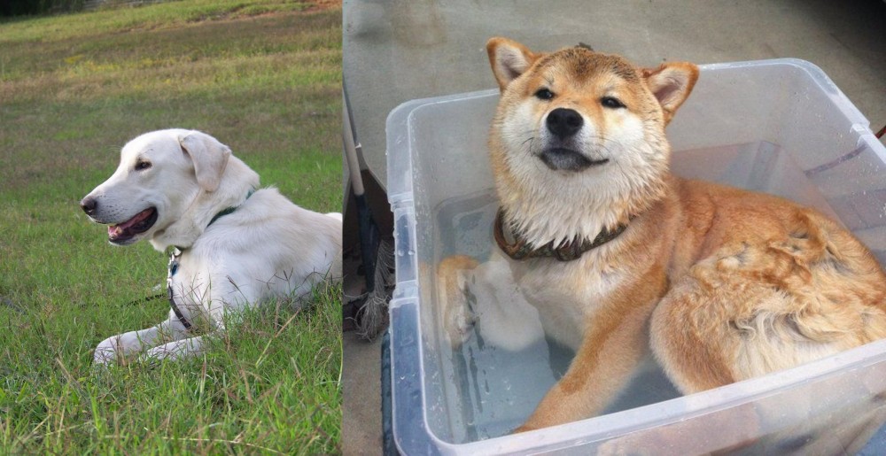 Shiba Inu vs Akbash Dog - Breed Comparison