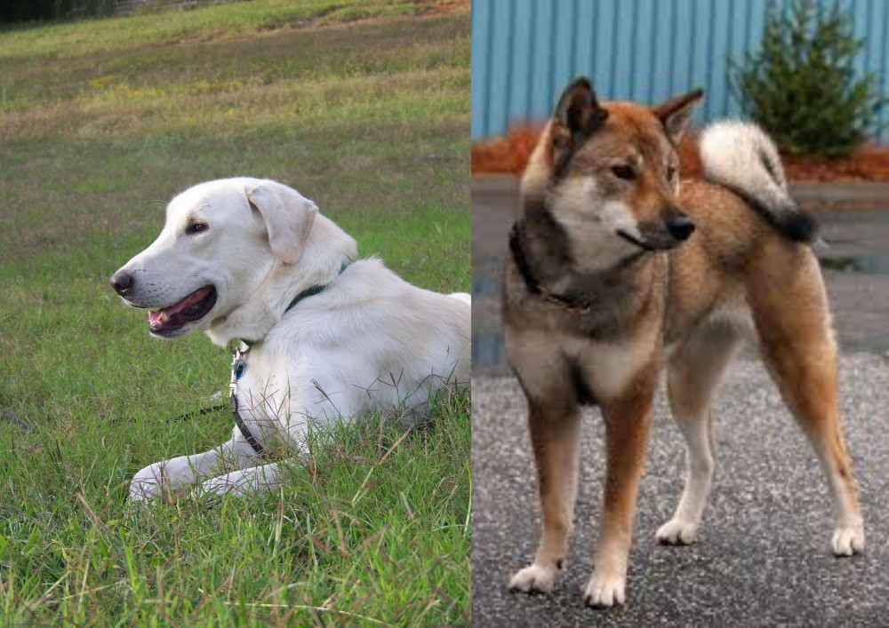 Shikoku vs Akbash Dog - Breed Comparison