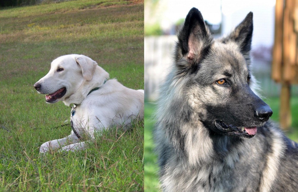 Shiloh Shepherd vs Akbash Dog - Breed Comparison