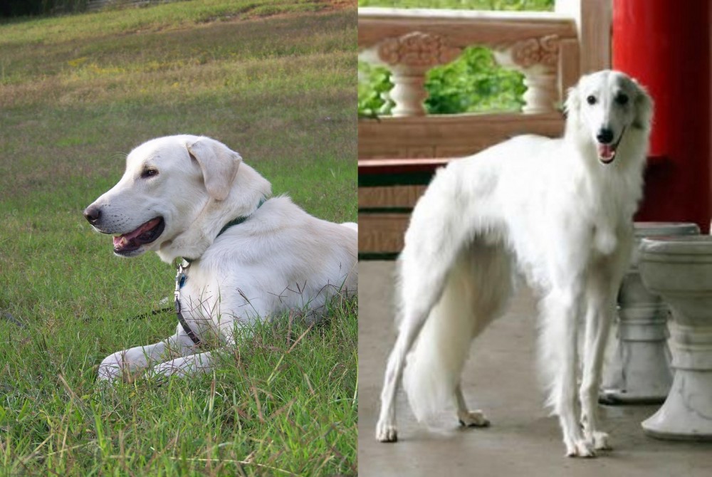 Silken Windhound vs Akbash Dog - Breed Comparison
