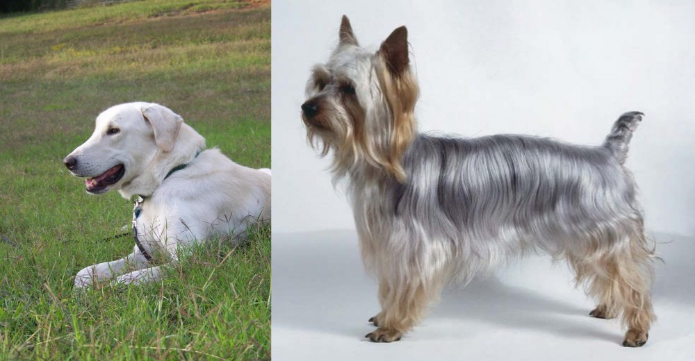Silky Terrier vs Akbash Dog - Breed Comparison