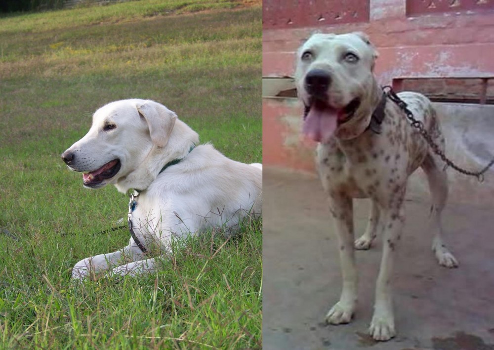 Sindh Mastiff vs Akbash Dog - Breed Comparison
