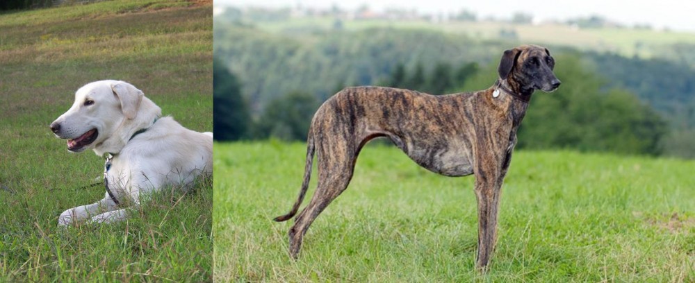 Sloughi vs Akbash Dog - Breed Comparison