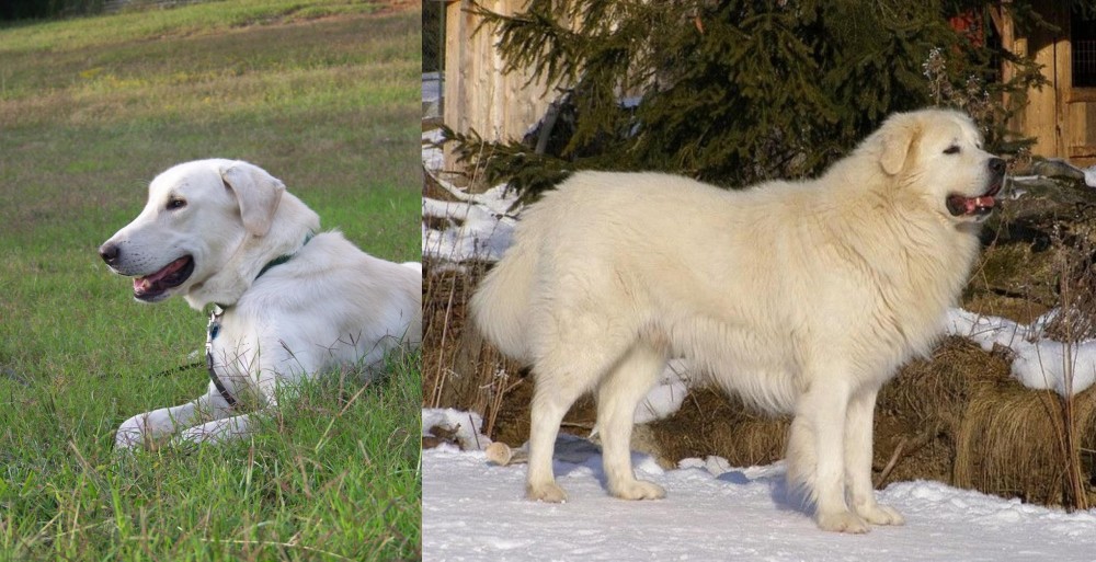 Slovak Cuvac vs Akbash Dog - Breed Comparison