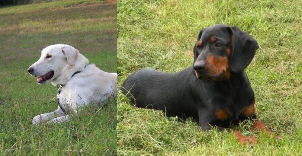 Slovakian Hound vs Akbash Dog - Breed Comparison